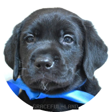 英国ラブラドールの子犬